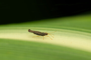 Sugarcane lace bug adult on the leaf of Sugarcane. Its scientific name is Leptodictya tabida. These...