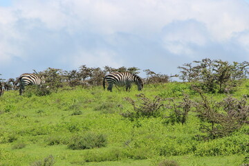 zebras in the serengeti country