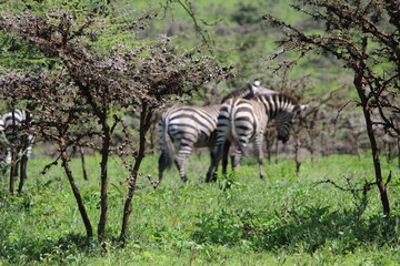 zebra in the serengeti
