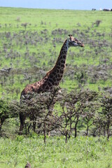 Giraffe