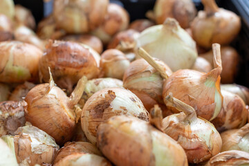 A large bunch of unpeeled raw yellow onions. The bulb vegetable is an organically grown produce....