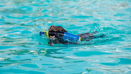 Fototapeta premium brown labrador dog in pool with a floating toy. Dog playing in the water. Dog in pool on a sunny day