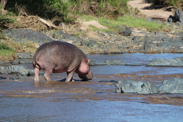 Hippo