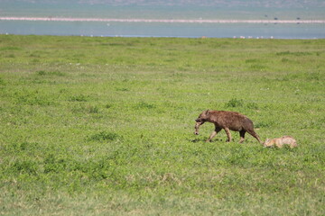 Hyena in the Serengeti