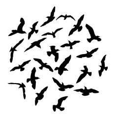 Obraz na płótnie Canvas Silhouette set of flying seagulls birds on white background. Inspirational body flash tattoo ink of sea birds. Vector.