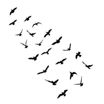 Silhouette of flying seagulls birds on white background. Inspirational sail body flash tattoo ink of sea gulls. Vector.