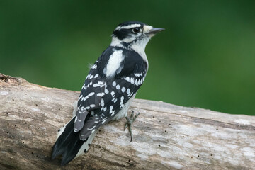 Female Downy woodpecker.