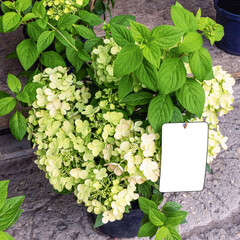 Hydrangea paniculata with flowers in a pot for sale