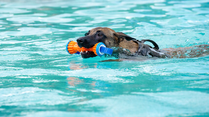 german sepherd puppy dog swimming in the pool wth a toy. Dog in the pool