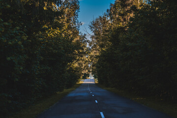 straight road in the forest