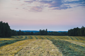 landscape in the evening in the countryside