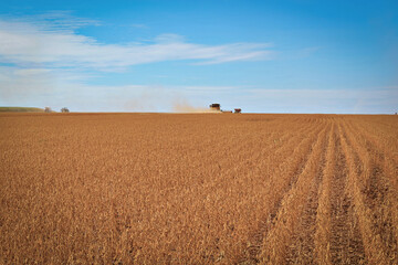 Obraz premium Colheitadeira trabalhando em campo de soja