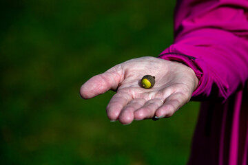 Macro of whole acorn nut on the palm of a hand. The nut of an oak tree is round containing one or two seeds. The outside of the nut is tough and leathery in a cup-shaped cupule and brown texture cap.