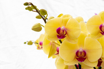 Obraz na płótnie Canvas A macro of delicate yellow orchid flowers against a white background. The elegant blooms have a bright pink center. There are some buds on a stem unopened. The tropical petals are thin and papery. 