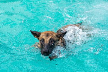german sepherd puppy dog swimming in the pool