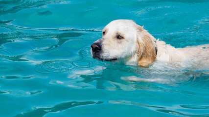 golden retriever dog swimming in the pool