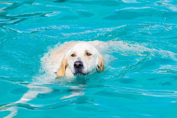 dog in swimming pool