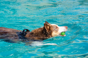 Fototapeta premium Border collie with a tennis ball in the water. Dog swimming