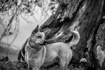 Little dog under the shade of an old tree. black and white