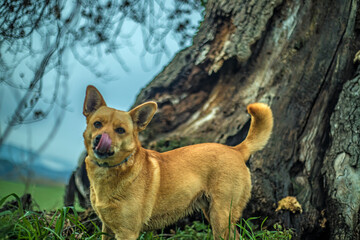 Small red-haired dog licking his snout under the shade of an old tree