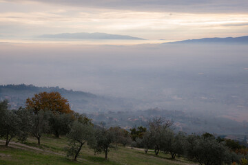 Mist and fog between layers of mountains and hills at dawn in Umbria, Italy, with olive trees in the foreground
