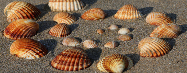 shells of various sizes on the sand of the tropical beach