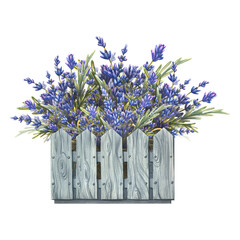 Flowers and sprigs of lavender, a bouquet in a wooden, gray box. Watercolor illustration. The composition of a large set of LAVENDER SPA. For the design and decoration of a logo, postcard, poster