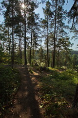Fototapeta na wymiar The sun in the Karelian pine forest.