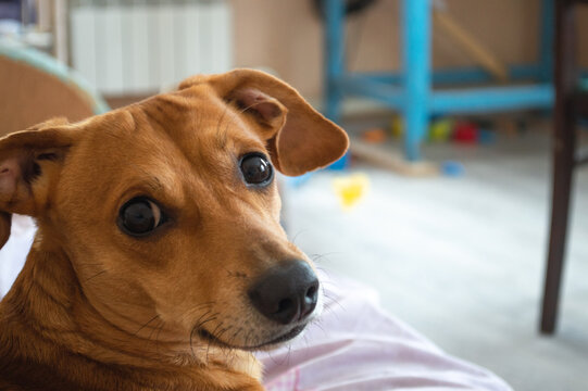 Cute face of a red dog of a small breed, with a devoted look directed at the camera. Indoor pet portrait.