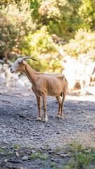 Brown Saanen goat on the mountain looking on the side