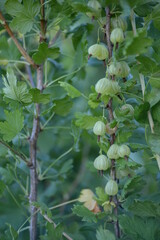 ripe red green gooseberries on a branch, superfood berries organic fruit growing in ukraine, food background, ripe sweet sony harvestripe red green gooseberries on a branch, superfood berries organic 