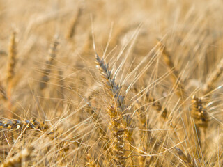 Yellow field of agriculture with ripe wheat, farming
