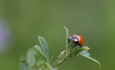 A small red ladybug, a seven-spot, sits on a branch with green leaves against a green background in nature