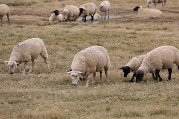 grazing suffolk sheep with black head and legs in Europe
