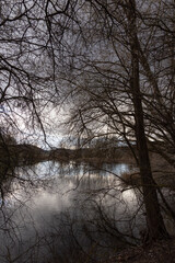 Shore of Colfiorito lake Umbria, Italy with skeletal plants beneath a moody sky