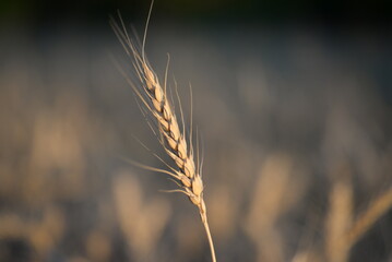 background of autumn yellow green leaves in autumn red maple leaves on the background of a sunny day, against the blue sky, branches of red maple leaves, gold field, background wheat