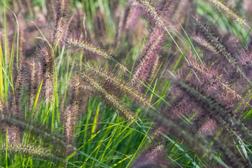 Ornamental Chinese fountain grass by name Pennisetum Alopecuroides Red Head, photographed in early autumn with a macro lens at a garden in Wisley near Woking in Surrey UK. 