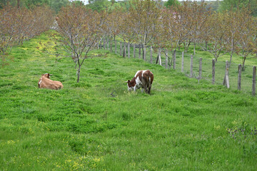 cows grazing in a field