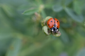 A small red ladybug, a seven-spot, sits on a branch with green leaves against a green background in nature