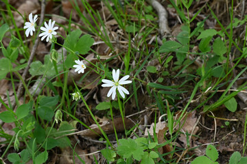 Wonderfull a lot of species flower plant in Turkey. Black Sea region.