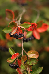 Autumn chokeberry