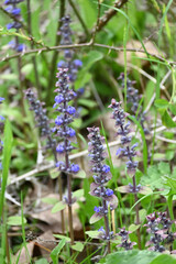 Wonderfull a lot of species flower plant in Turkey. Black Sea region.