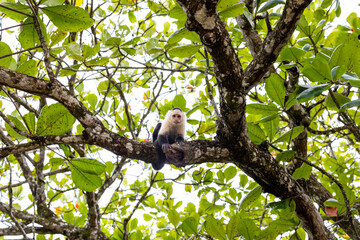 Monkey in tree, Costa Rica