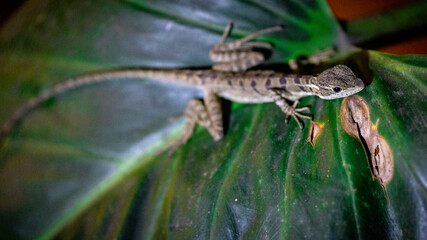 Lizard on Leaf, Costa Rica