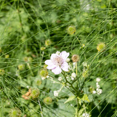 flower in grass