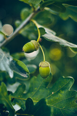 Green Acorns hanging in Oak Tree. High quality photo
