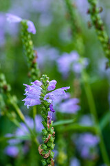 purple flowers against a blurred green background