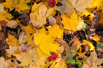 Fallen maple leaves, yellow maple foliage autumn natural background