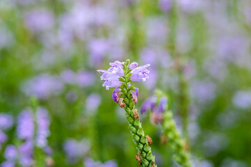 purple flowers against a blurred green background