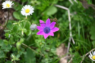 flowers in the field